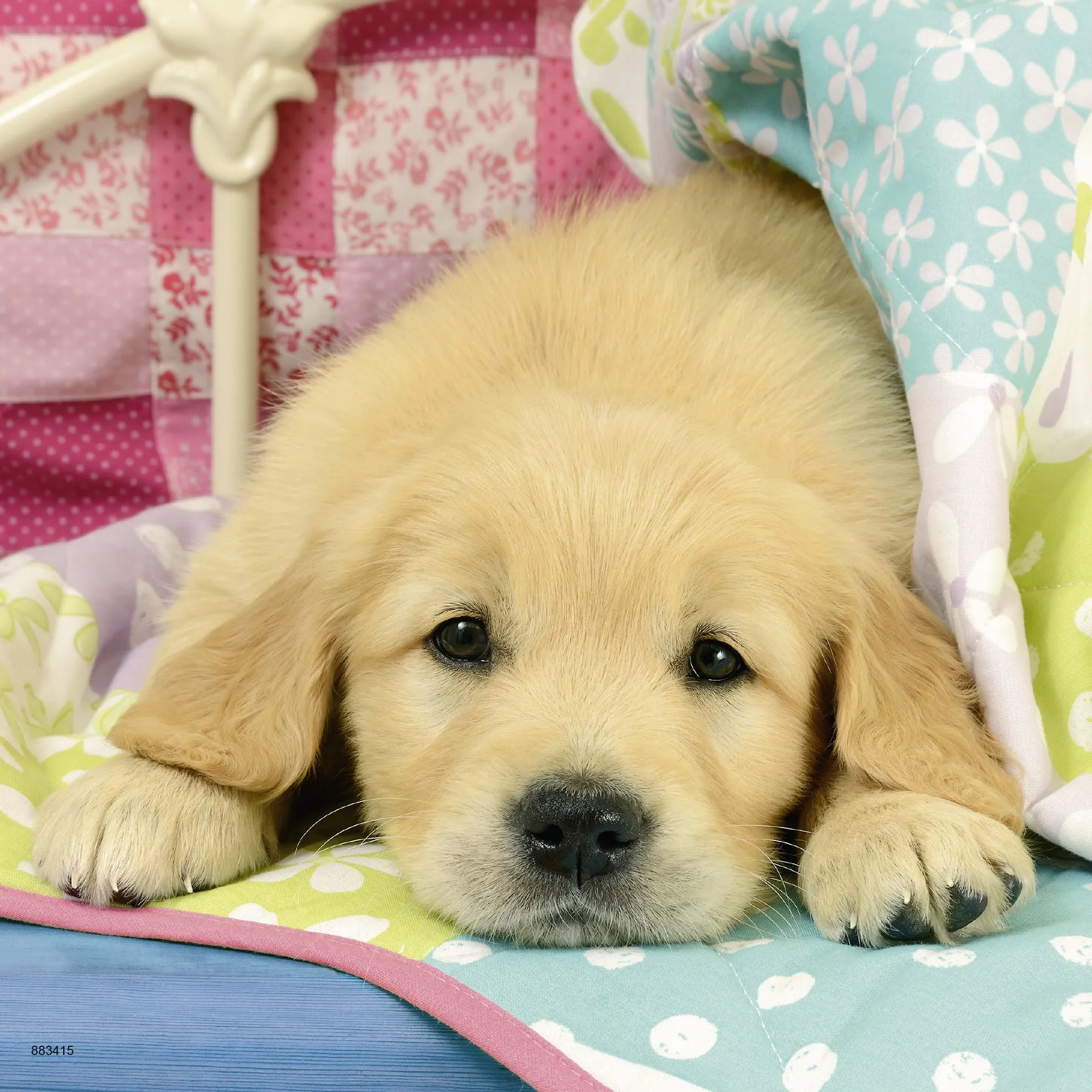 3 x 49 pc Puzzle - Cute Puppy Dogs